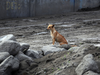 A dog left behind by residents of the Taal Volcano Island in Batangas province, south of Manila on January 15, 2020. Some people refuse to b...