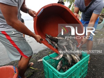 Local fishermen take advantage of the massive influx of fish in Taal Lake in Batangas province, south of Manila on January 15, 2020. For day...