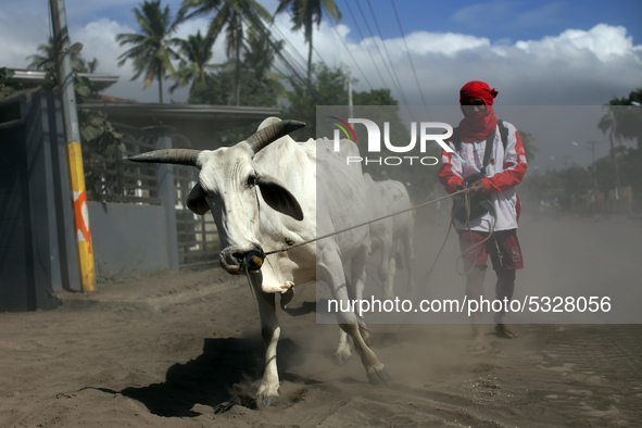 A farmer rescue the cattle that survived the clouds of volcanic ash and earthquakes in Agoncillo in the province of Batangas on 16 January 2...