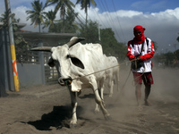 A farmer rescue the cattle that survived the clouds of volcanic ash and earthquakes in Agoncillo in the province of Batangas on 16 January 2...
