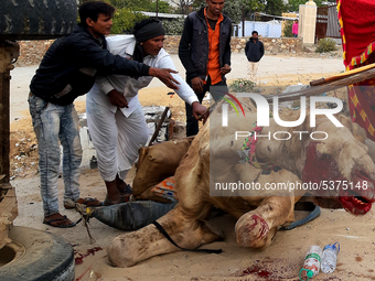 A Tractor crashed into a camel cart causing serious injuries to the camel. Due to the severe blow the cart also turned upside down in Pushka...