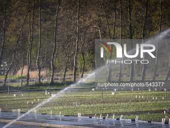 Fields for flowers are seen being sprayed with water near The Hague. The Spring of 2015 has already been one of the sunniest in The Netherla...