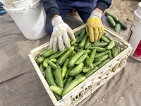 Wearing gloves to protect against the coronavirus, A palestinian farmer collect Cucumber from their field located at a farm, near the beach...