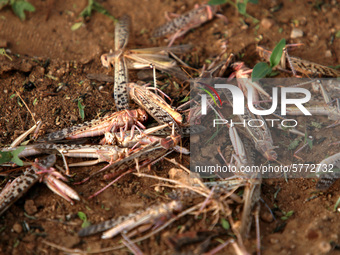 Dead locusts after spraying of pesticides by an agriculture department team, on locust swarms, on the outskirts of Ajmer, Rajasthan, India o...