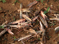Dead locusts after spraying of pesticides by an agriculture department team, on locust swarms, on the outskirts of Ajmer, Rajasthan, India o...