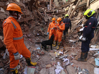 Rescue workers with dogs work on a collapsed building in Mumbai, India on July 17, 2020. Six people were killed and 15 rescued when the buil...