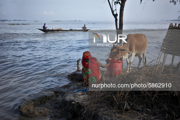 A women feeds her cattle during flood at Jatrapur area in Kurigram, Bangladesh on Saturday, July 18, 2020. 