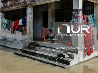 A flood-affected woman feeds her livestock as she takes shelter in a school building in Jamalpur, Bangladesh, on July 20, 2020.  (