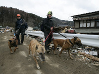 March 21, 2011-Ofunato, Japan-Polish rescue teams searching burial body on debris and mud covered at Tsunami hit Destroyed Industrial Area i...