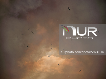 Storks are seen flying near the area of the huge fires. Significant damage was inflicted by the fires in Bulgaria in the Haskovo region, whi...