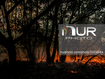 Burned forest. Significant damage was inflicted by the fires in Bulgaria in the Haskovo region, which destroyed more than 100,000 acres of f...