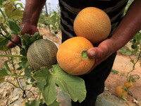 A Palestinian labourer in afarms cantaloupe crop harvested in Gaza on May 19, 2015.
(