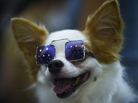 A dog wering glasses during at the Pet Expo Thailand 2020 in Bangkok, Thailand, on September 06, 2020. (