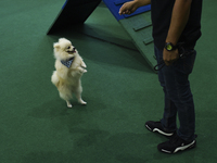 A dog show during at the Pet Expo Thailand 2020 in Bangkok, Thailand, on September 06, 2020. (