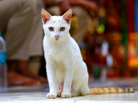 A Cat Rests On The Front Gate Of The Shrine Of Sufi Saint Khwaja Moinuddin Chishti In Ajmer As It Has Reopened After A Six-month Closure Due...