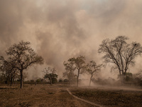Out of control forest fire burns the area of the Brazilian Pantanal in rural Pocone, Mato Grosso, Brazil, on August 19, 2020  in the largest...