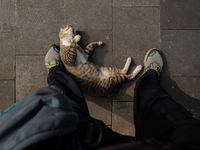 A cat Enjoying his partial lockdown moment at Sudirman Street - Jakarta. View of Capital City Jakarta during implementation of Partial Lockd...