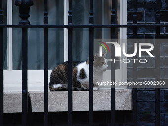 Resident cat Larry rests on a window ledge outside 10 Downing Street in London, England, on September 14, 2020. (
