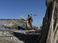 A woman dry jute fibers in a village in Barpeta district of Assam in India on 19 September 2020. (