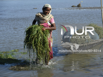 A woman carries grass ater wash in a river in a village in Barpeta district of Assam in India on 19 September 2020. (