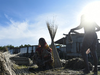 Farmers extracts jute fibers  in a village in Barpeta district of Assam in India on 19 September 2020. (