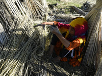 A girl extracts jute fibers  in a village in Barpeta district of Assam in India on 19 September 2020. (