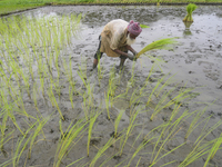 A farmer plants paddy sapling at a field after flood water decreased in Jamalpur District, Bangladesh, on September 24, 2020.  (