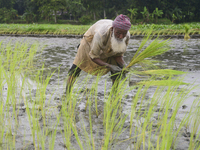 A farmer plants paddy sapling at a field after flood water decreased in Jamalpur District, Bangladesh, on September 24, 2020.  (