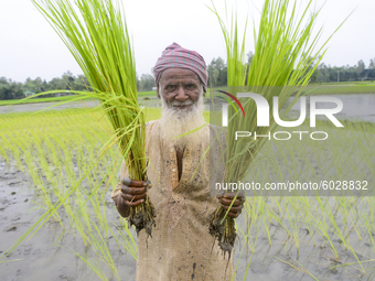 A farmer with paddy sapling poses for a picture at a pabby field in Jamalpur District, Bangladesh, on September 24, 2020.  (