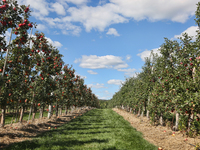 Apple orchard in Milton, Ontario, Canada, on September 20, 2020. (