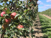 Apple orchard in Milton, Ontario, Canada, on September 20, 2020. (
