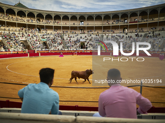 Two men see the bull from the stands during the Virgen de las Angustias Bullfighting Festival at the Monumental de Frascuelo bullring on Sep...