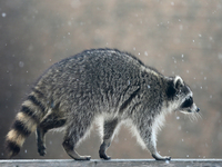 Raccoon (Procyon lotor) climbs along a fence in Toronto, Ontario, Canada. (