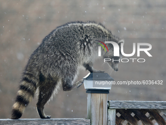 Raccoon (Procyon lotor) climbs along a fence in Toronto, Ontario, Canada. (