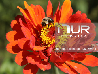 Bumblebee on a daisy in Toronto, Ontario, Canada. (