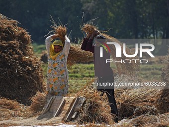 Kashmiri farmers harvest rice in a paddy field in south Kashmir on September 27,2020.According to official data, 1,937 recoveries and 20 dea...