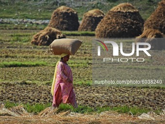 A woman carries a rice sack after harvesting in south Kashmir on September 27,2020.According to official data, 1,937 recoveries and 20 death...