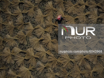 An aerial shot shows farmer’s harvesting crops along the paddy fields on the outskirts of Kathmandu, Nepal on September 29, 2020. (