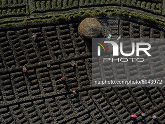 An aerial shot shows farmer’s harvesting vegetables along the paddy fields on the outskirts of Kathmandu, Nepal on September 29, 2020. (
