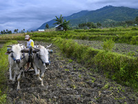 A farmer plows his land with the help of cattle for the preparation of corn plantations in Porame Village, Sigi Regency, Central Sulawesi Pr...