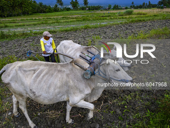 A farmer plows his land with the help of cattle for the preparation of corn plantations in Porame Village, Sigi Regency, Central Sulawesi Pr...