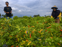 Farmers harvest their chili plants in Sunju Village, Sigi Regency, Central Sulawesi Province, Indonesia on October 1, 2020. In line with the...