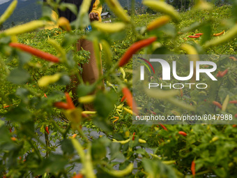 Farmers harvest their chili plants in Sunju Village, Sigi Regency, Central Sulawesi Province, Indonesia on October 1, 2020. In line with the...