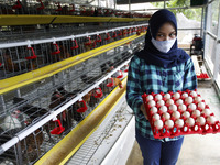 A Young entrepreneurs Pradizzia Triane (23), collects eggs for sell at poultry farm in Bogor, West Java, Indonesia, on October 16, 2020. For...