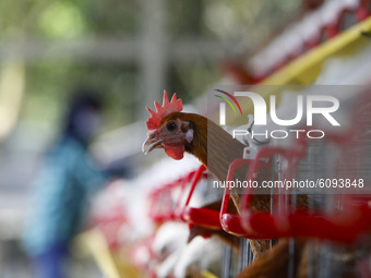 Laying chickens at a poultry farm in Bogor, West Java, Indonesia, on October 16, 2020. (