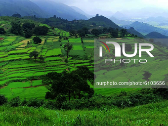 Agricultural paddy fields are seen greenery in the hill station of one of a tribal district Koraput in Odisha, India, on October 18, 2020. (