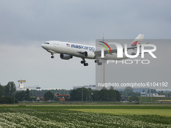 A Malaysia Airlines with maskargo logo inscription Airbus A330 Cargo freight aircraft as seen landing on Polderbaan runway in Amsterdam Schi...