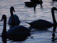 Swans float on the water of the Serpentine lake in Hyde Park at nightfall in London, England, on October 22, 2020. (