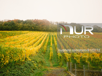 Autumn Vineyard are seen near the village of Koenigswinter, 8 km from Bonn, Germany, on October 25, 2020. (