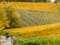 Autumn Vineyard are seen near the village of Koenigswinter, 8 km from Bonn, Germany, on October 25, 2020. (